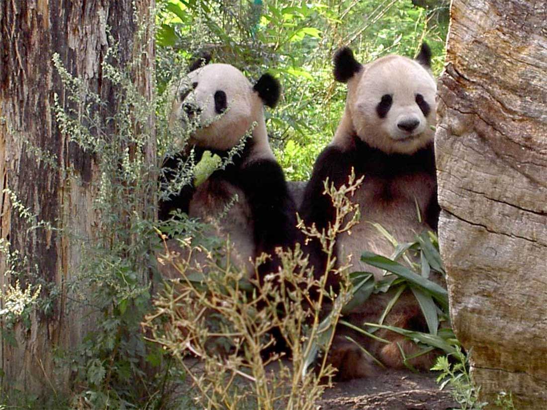 Schönbrunni állatkert